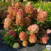 Hydrangea paniculata 'Graffiti' - Aedhortensia 'Graffiti' C5/5L Hydrangea paniculata 'Graffiti' - Aedhortensia 'Graffiti' C5/5L